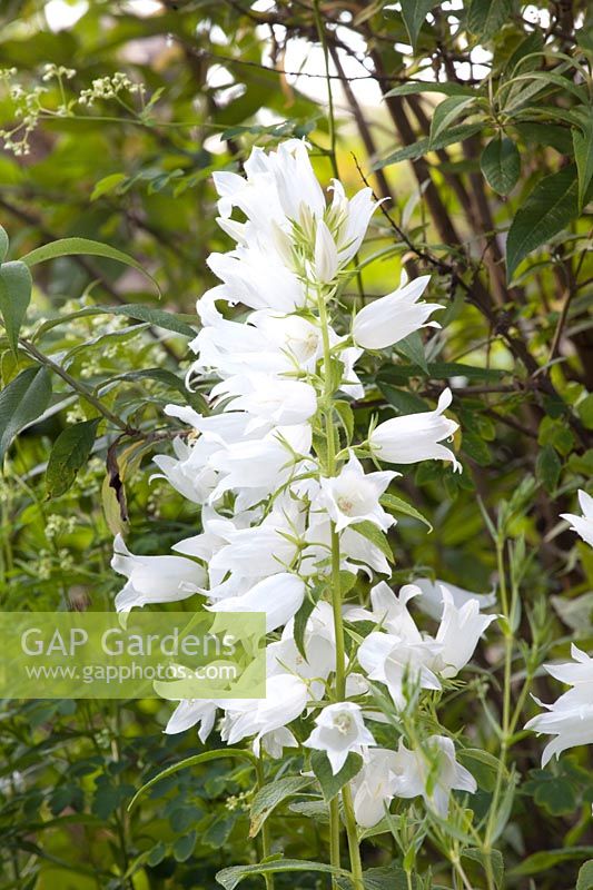 Bellflower, Campanula latifolia Alba 