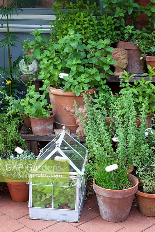 Herbs in pots 
