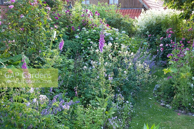 Perennial bed and roses 