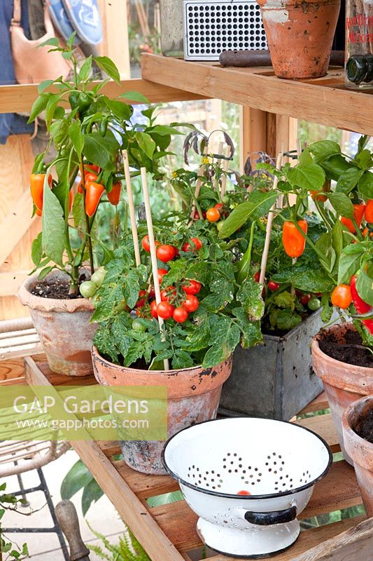 Tomatoes and peppers in the greenhouse, Capsicum annuum, Solanum lycopersicum 