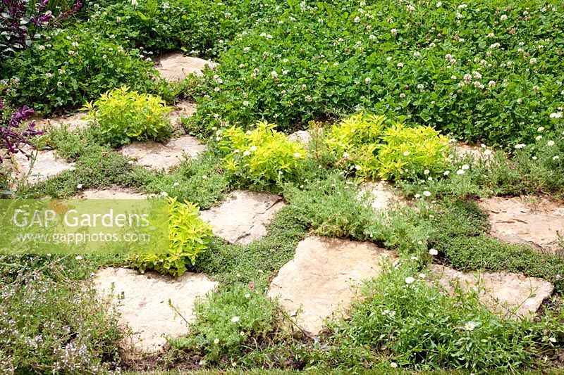 Clover and herbs as ground cover in joints 