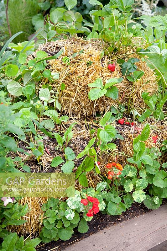Strawberries growing in straw bales, Fragaria 