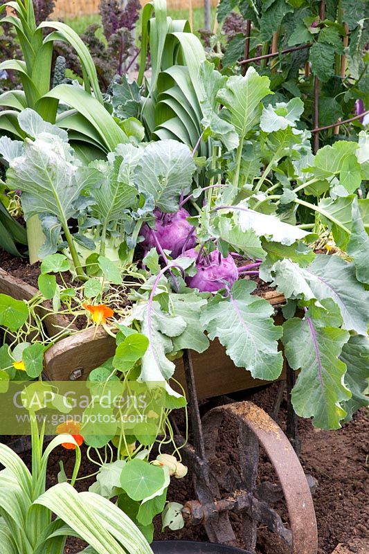 Vegetables planted in an old wheelbarrow 