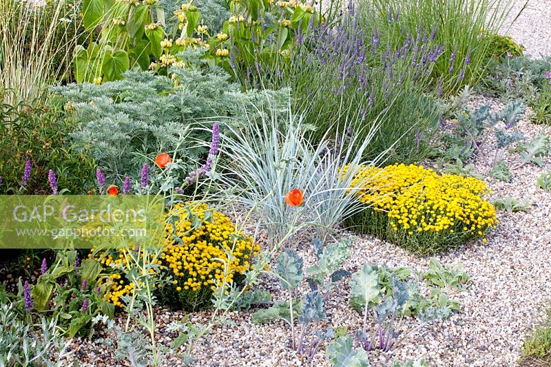 Gravel garden, Santolina, Artemisia Powis Castle, Nepeta tuberosa, Phlomis russeliana, Elymus magellanicus 