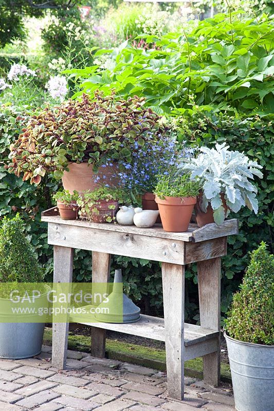 Potted plants on a rustic table 