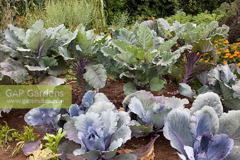Bed with Brussels sprouts and red cabbage, Brassica oleracea Langedijker Vroege 
