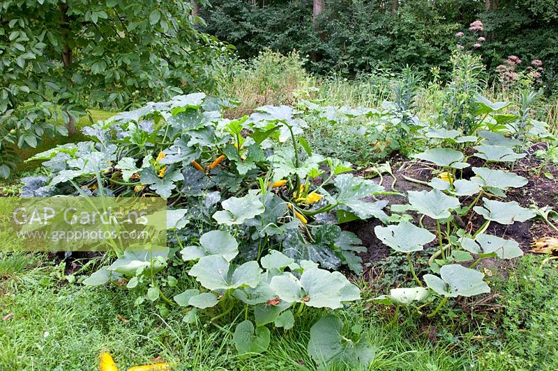 Zucchini and pumpkins growing on a compost heap 
