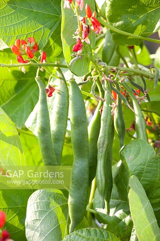 Runner beans, Phaseolus vulgaris Tenderstar 