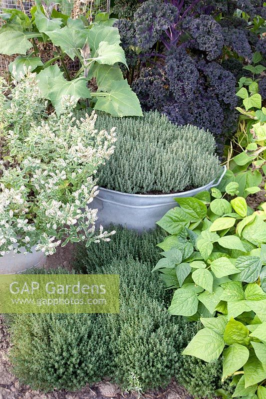 Thyme and mint in zinc tubs, Thymus vulgaris Faustini, Mentha 