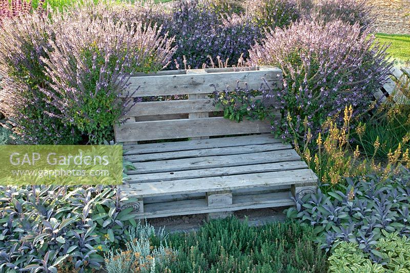 Pallet bench in the herb garden, Thymus citriodorus variegata Mystic Lemon, Ocimum x hybrida Magic Blue, Salvia officinalis Purpurascens Purple Mantle 