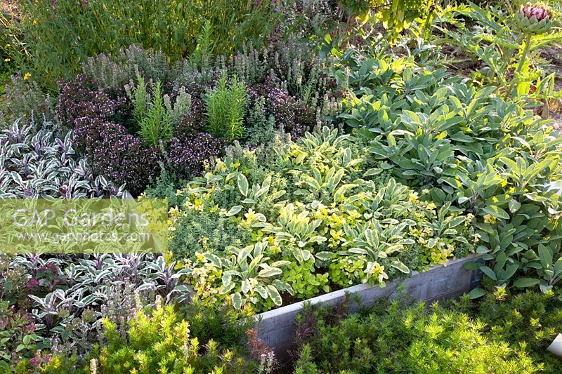 Herb bed, Salvia officinalis Icterina, Salvia officinalis Tricolor, Salvia officinalis Fortado, Origanum vulgare Aureum, Thymus vulgare 