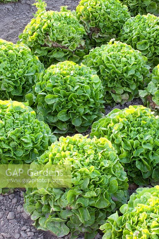 Oak leaf lettuce, Lactuca sativa Pleasance 