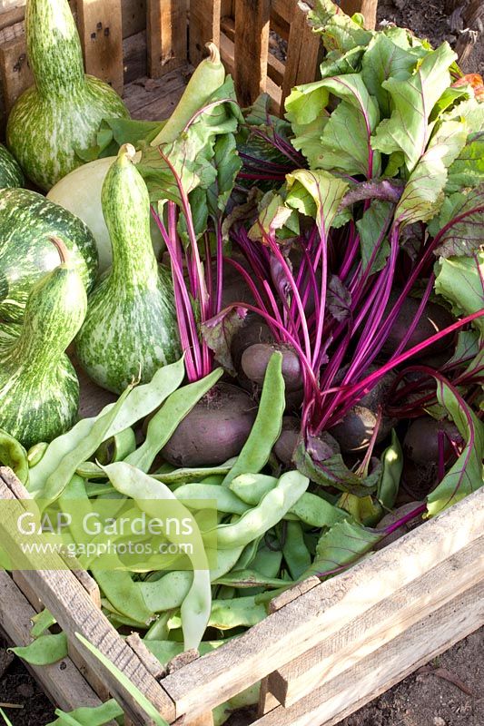 Beetroot, beans and gourds in a wooden box, Beta vulgaris, Phaseolus, Lagenaria siceraria 