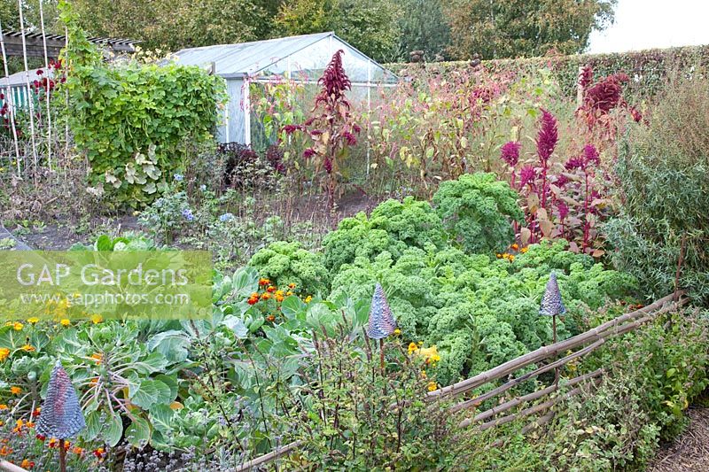 Vegetable garden in autumn with kale and Brussels sprouts 