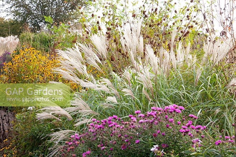 Autumn bed, Miscanthus sinensis Late Green, Aster novae-angliae September Ruby 