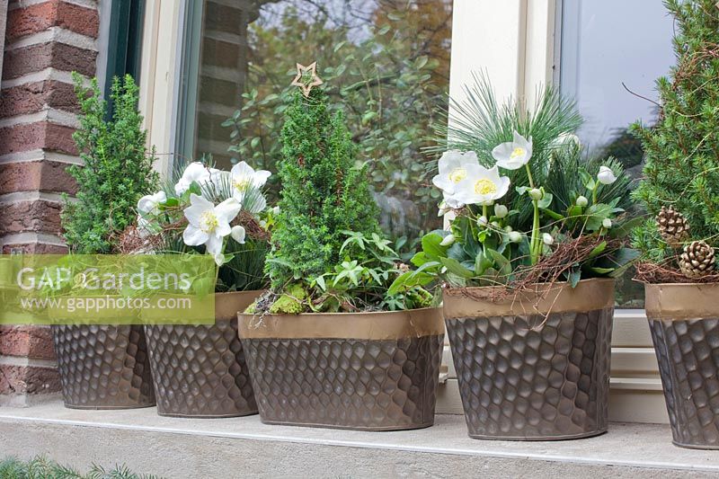 Pots with conifers and Christmas roses, Helleborus niger 