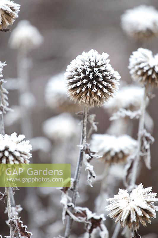 Seed head of globe thistle in frost, Echinops ritro 