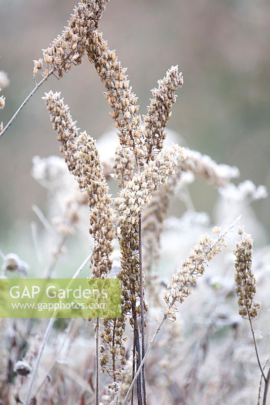 Seed heads of the October candle in frost, Actaea 