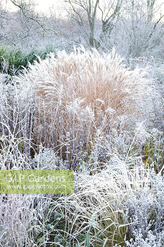 Chinese silver grass in frost, Miscanthus sinensis 