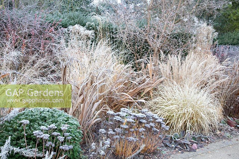 Bed with grasses in frost 