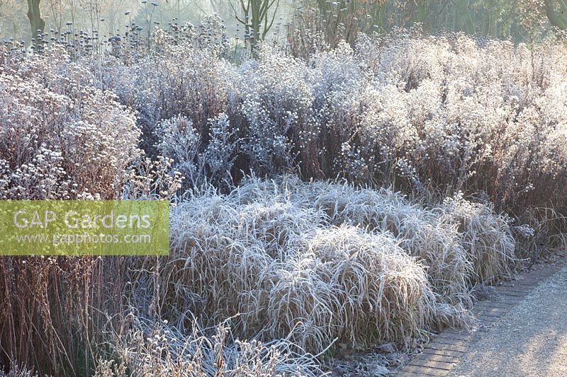 Asters and palm sedge in frost, Carex muskingumensis 