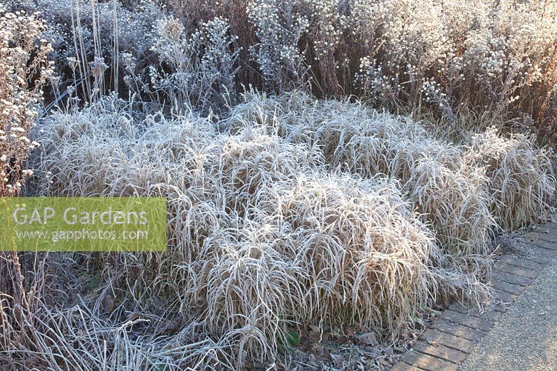 Asters and palm sedge in frost, Carex muskingumensis 