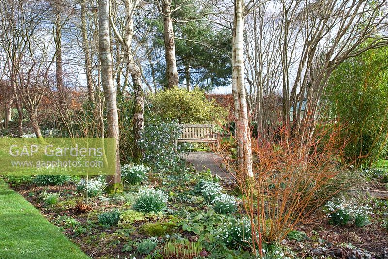 Woodland garden in February, Daphne bholua, Galanthus, Cornus sanguinea Midwinter Fire 