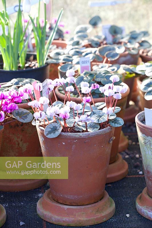Cyclamen collection in pots in the greenhouse, Cyclamen coum 