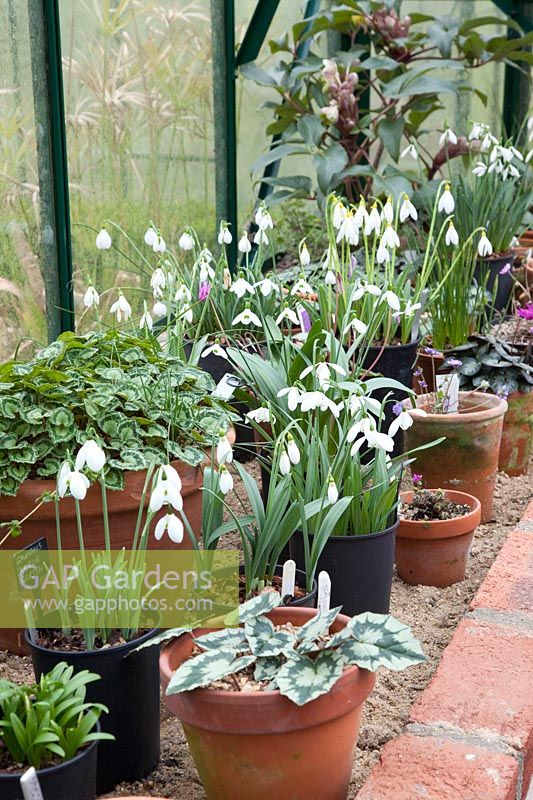 Collection of Cyclamen and Galanthus in pots in the greenhouse 