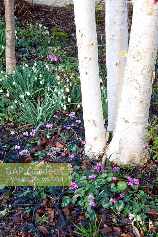 Snowdrops and winter cyclamen under a birch, Galanthus, Cyclamen coum 