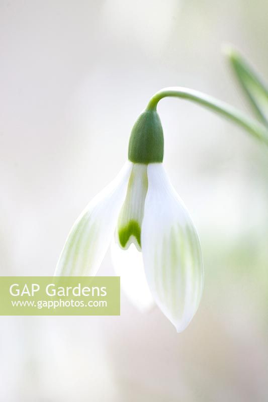 Snowdrop, Galanthus Cowhouse Green 