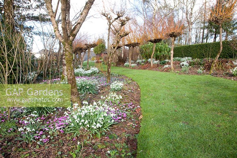 Willows underplanted with snowdrops and winter cyclamen, Salix alba var.vitellina Britzensis, Galanthus, Cyclamen coum 
