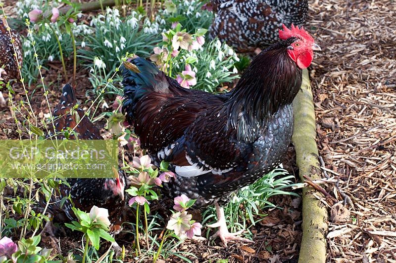 Sussex Rooster 