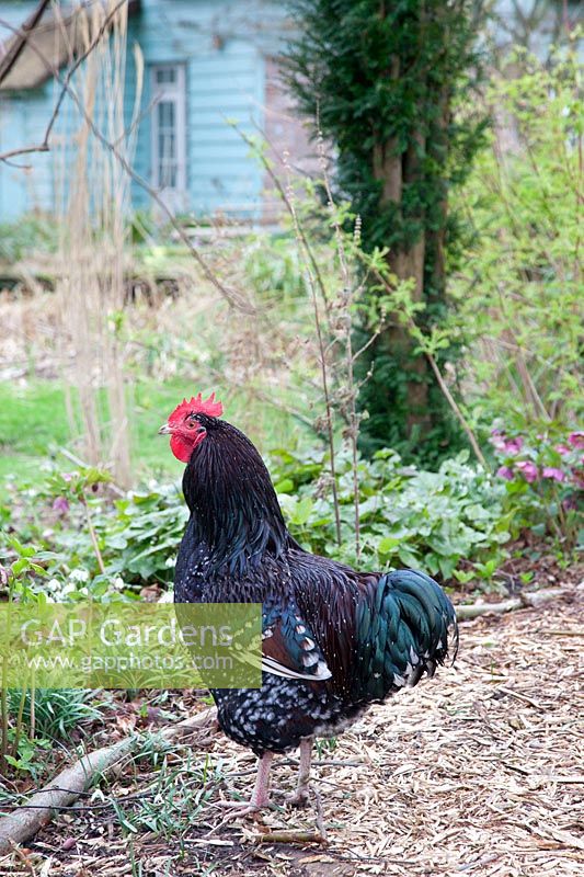 Sussex Rooster 