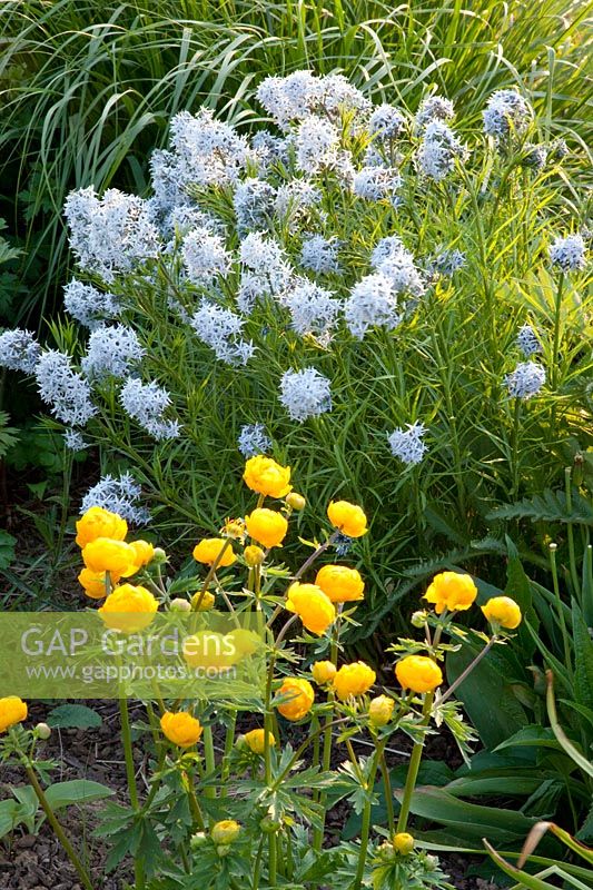 Bluebell bush and globeflowers, Amsonia, Trollius 