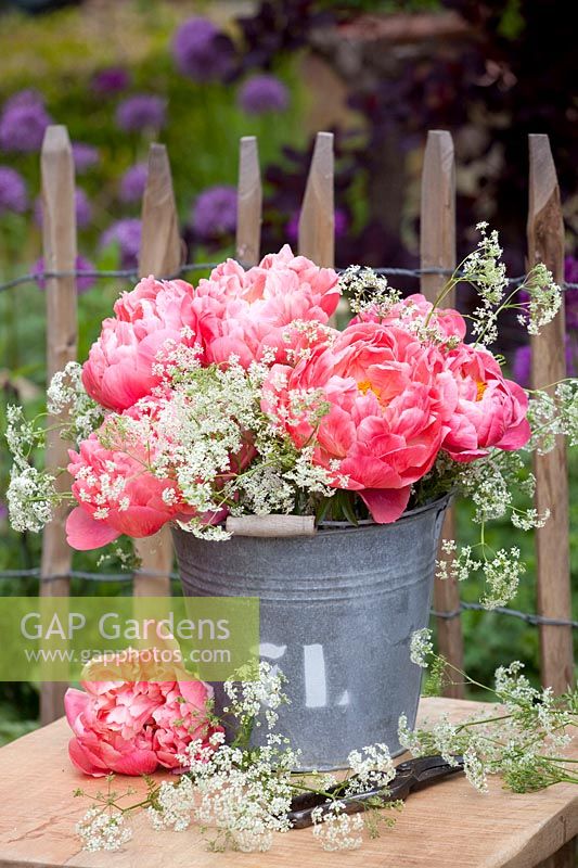 Bouquet with peonies and cow parsley, Paeonia lactiflora Coral Charm, Anthriscus sylvestris 