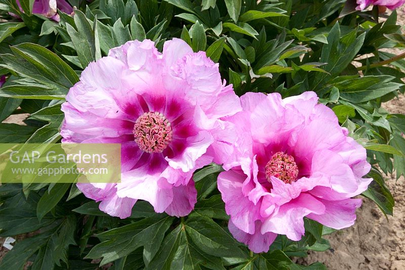 Itoh Peony, Paeonia First Arrival 