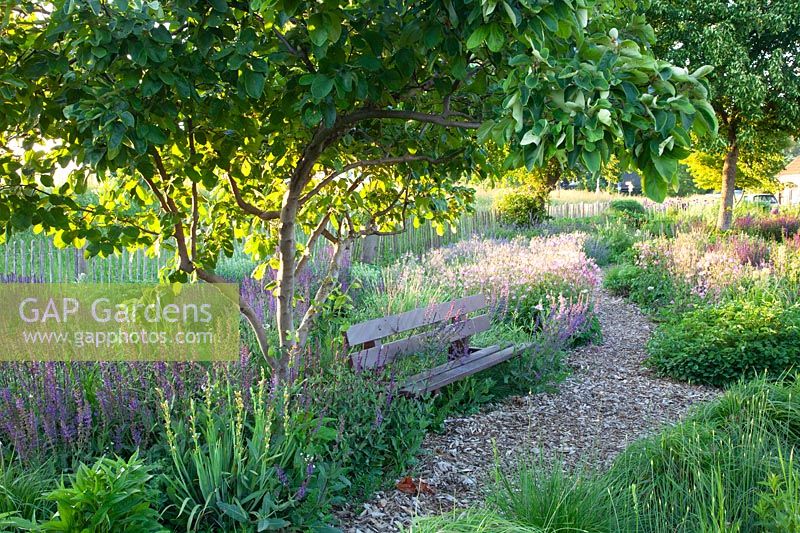 Seating area in the natural garden, Salvia, Aquilegia vulgaris 