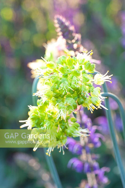 Yellow ornamental onion, Allium obliquum 