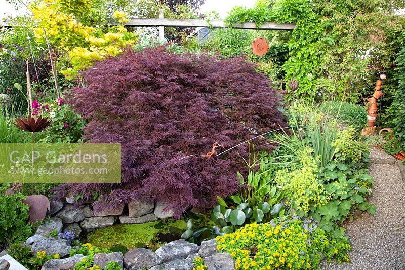 Maple with small pond, Acer palmatum Dissectum 