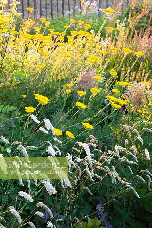 Yarrow and burnet in the natural garden, Achillea filipendulina Coronation Gold, Sanguisorba officinalis White Tanna 