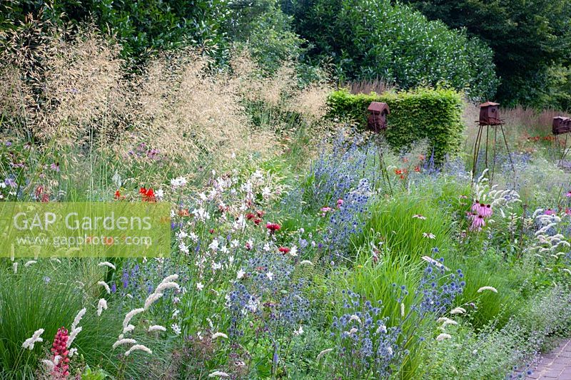 Bed with giant feather grass and sea litter, Stipa gigantea, Eryngium planum 