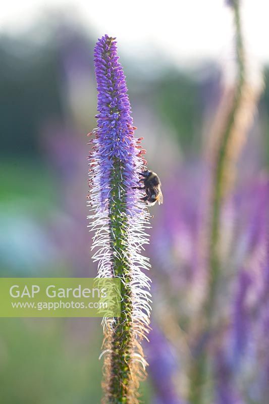 Bumblebee on Candelabra Speedwell, Veronicastrum virginicum Fascination 
