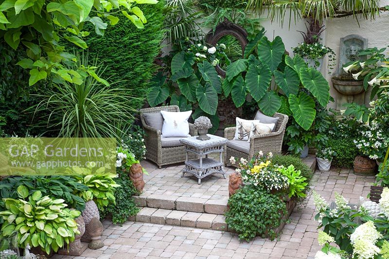 Seating area in a courtyard garden with arrow leaf in pots, Alocasia 