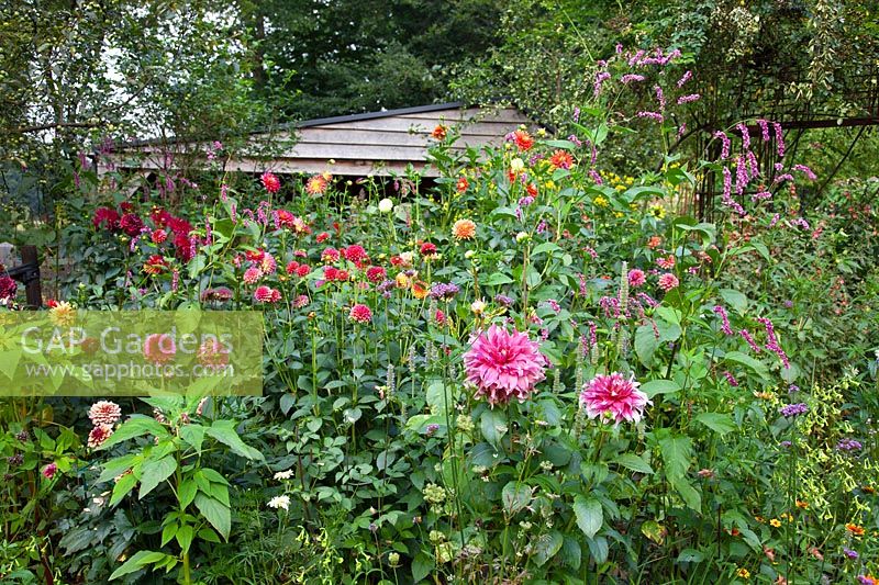 Bed with dahlias 
