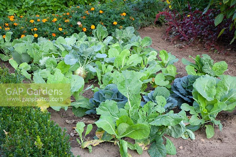 Kohlrabi and cabbage in September 
