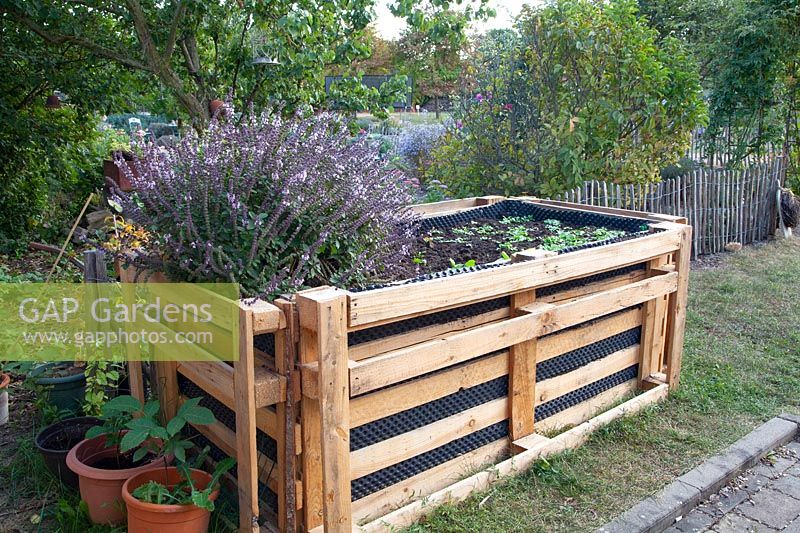 Raised bed made of pallets with basil, Ocimum basilicum African Blue 