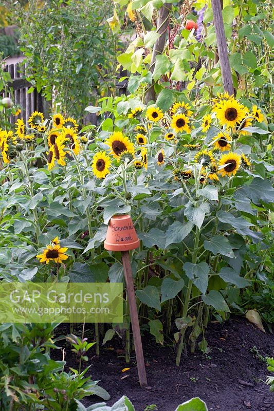 Low sunflowers in the country garden, Helianthus annuus Waooh 