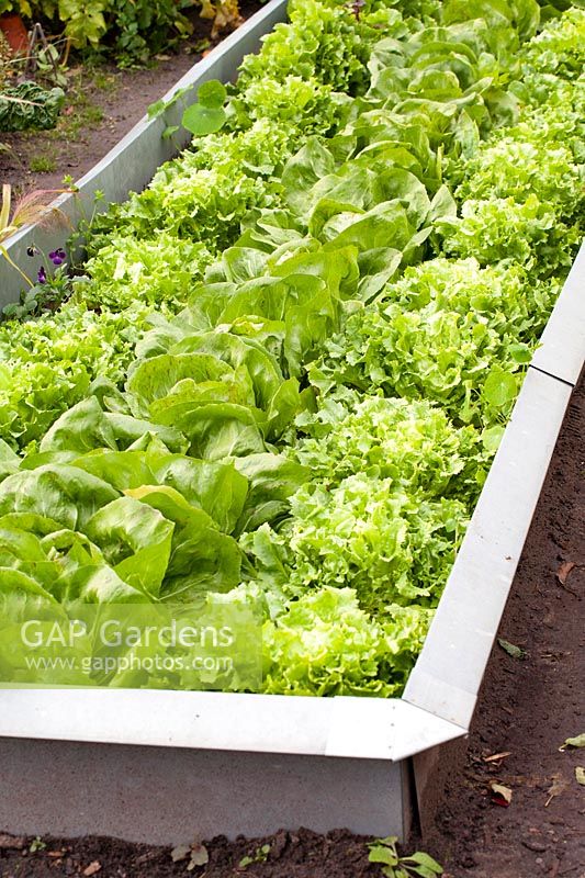 Salad bed with snail edge 
