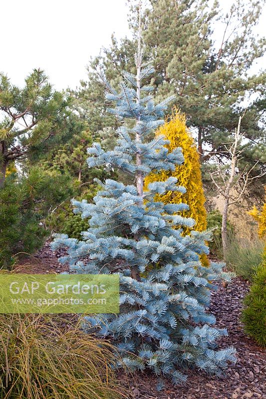 Colorado fir, Abies concolor Compacta 